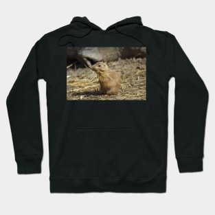 Prairie Dog Hoodie